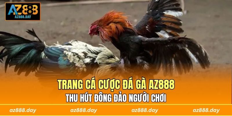 Trang cá cược đá gà AZ888 thu hút đông đảo người chơi 